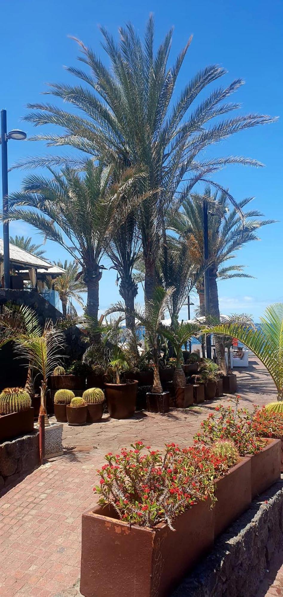 Wonderful White Appartament In Las Tortugas Playa de las Americas  Exteriör bild